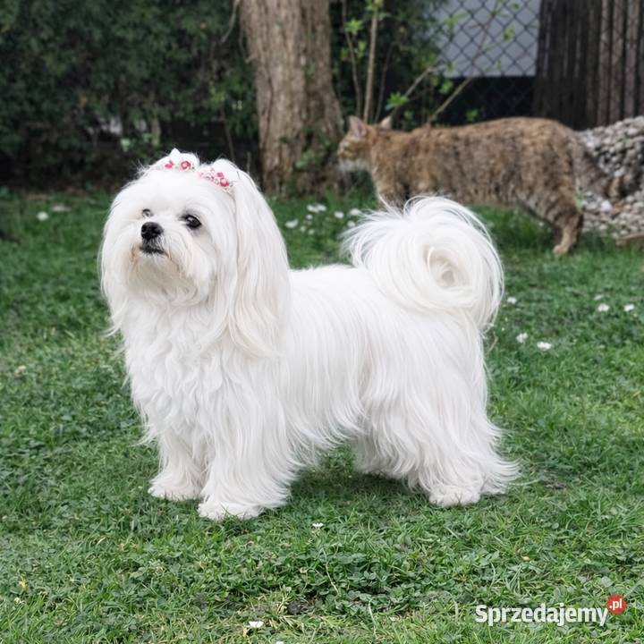 Maltańczyk szczenię suczka Racibórz sprzedam