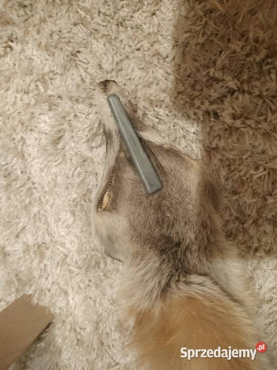 Kołnierz z lisa Pozostałe Oleśnica