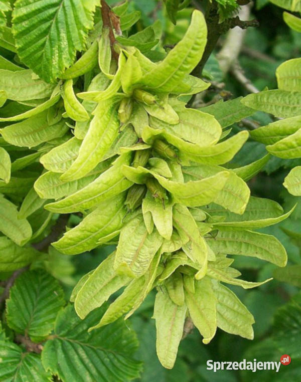 GRAB POSPOLITY Carpinus betulus NASIONA 150 Lubanie