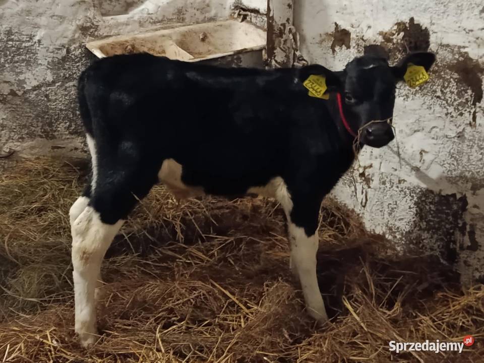 sprzedam cielaki Hrubieszów sprzedam