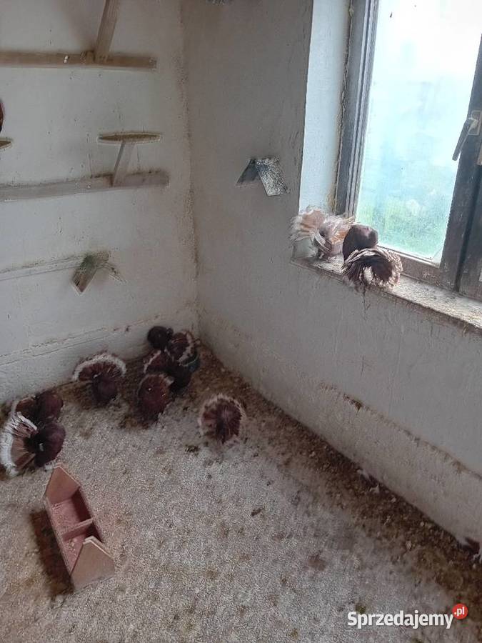 Pawiki czerwone na lęcie