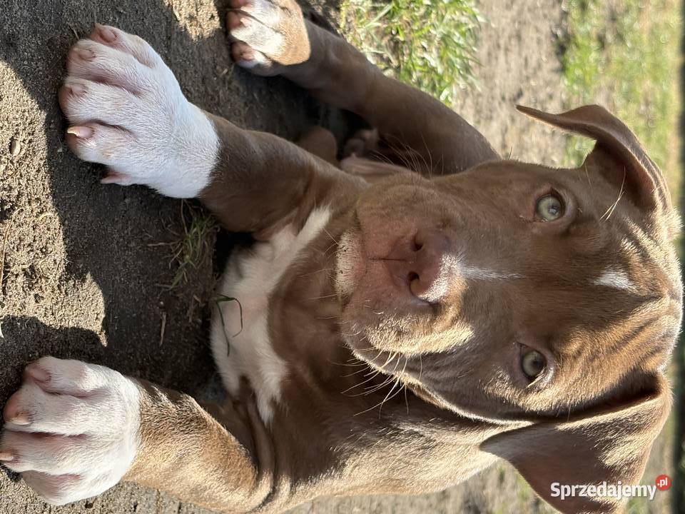 American bully xl abkc suczka szczeniak