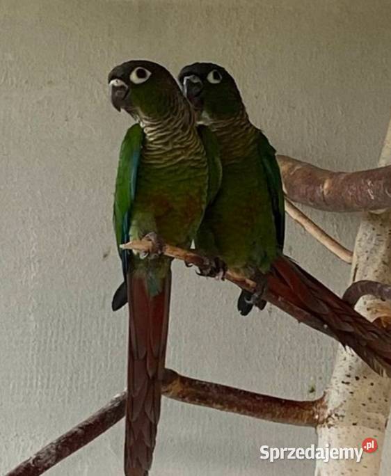 Papuga rudosterka zielonolica samica mazowieckie Warszawa
