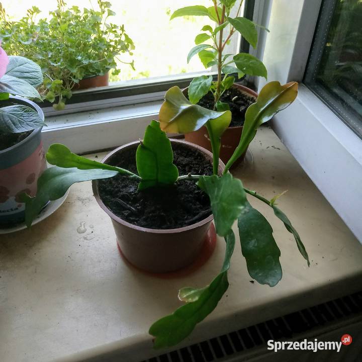 Epifilium Królowa jednej nocy Skierniewice sprzedam