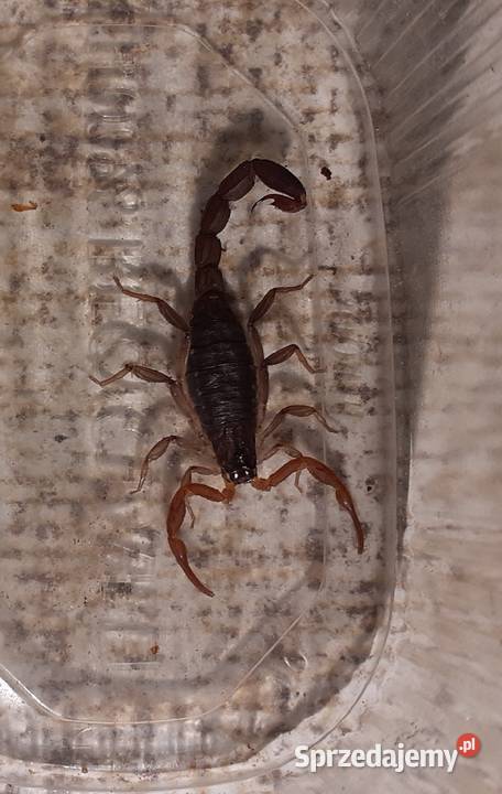 Skorpion skorpiony janalychas tricarinatus L2