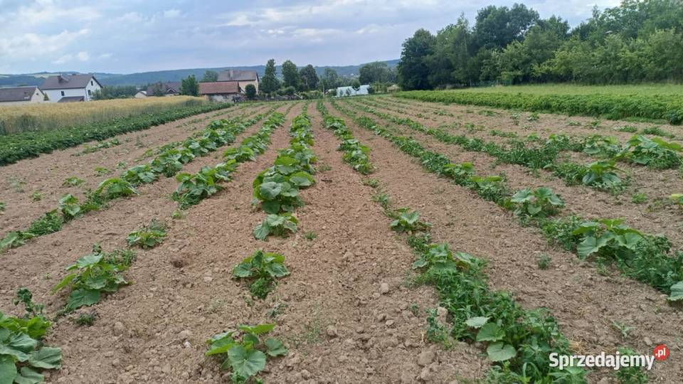 Nasiona Dynia Nelson Eko Kołaczyce