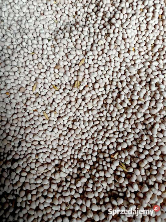 łubin biały mazowieckie Sanniki