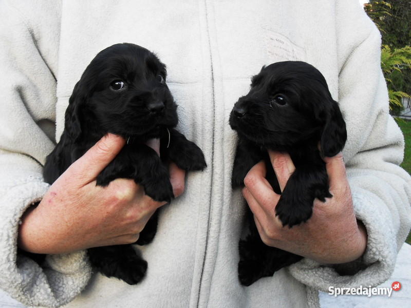COCKER SPANIEL ANGIELSKI SZCZENIACZKI Psy Trzcianka