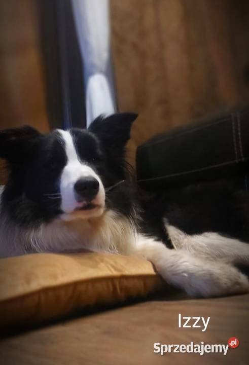Zapowiedź miotu border collie ZkwPFCI Pozostałe łódzkie Bełchatów sprzedam