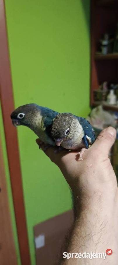 Ręcznie karmione rudosterki z papierami i dna na Tychy