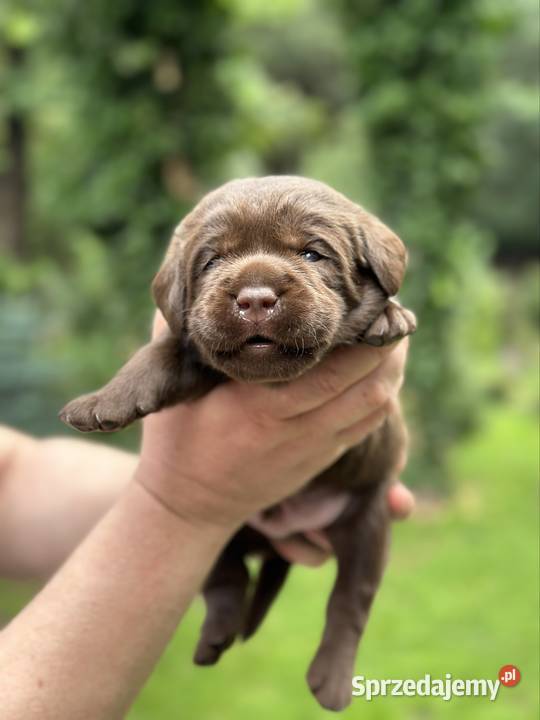 Labrador Retriever szczeniaki