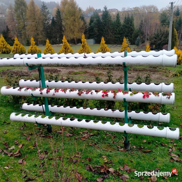 Konstrukcja na truskawki Tęgoborze