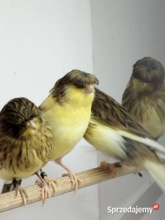 Kanarki Gloster wielkopolskie Gostyń sprzedam