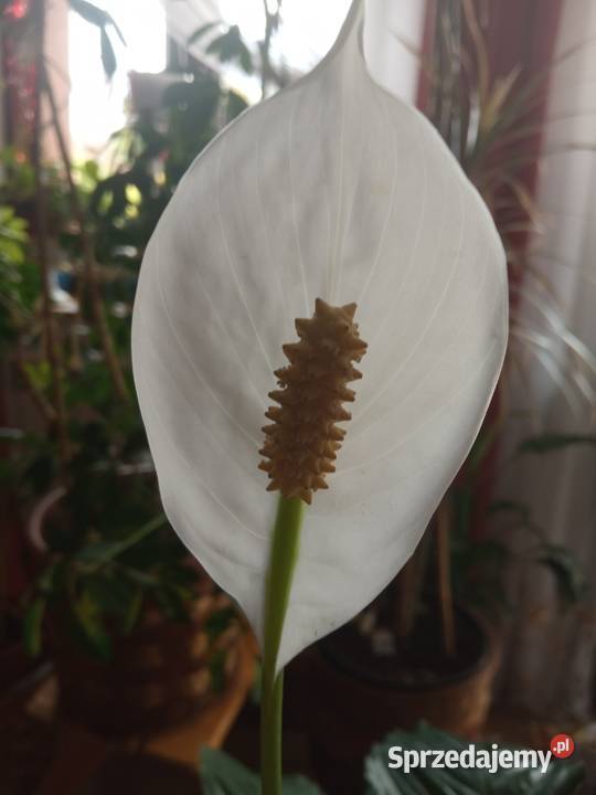 Skrzydłokwiat duży roślina domowa Nowy Sącz