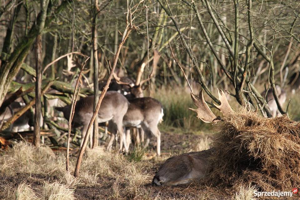 Daniele Zachodniopomorskie Pozostałe Tuczno