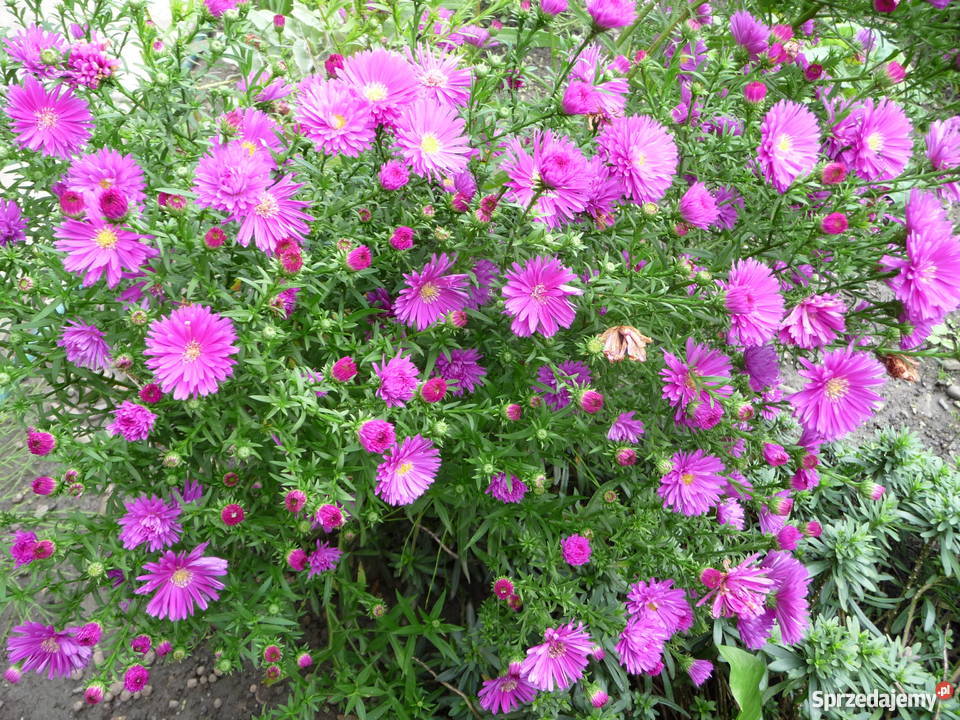 Kwiaty byliny astry jadwiśki Skoczów sprzedam