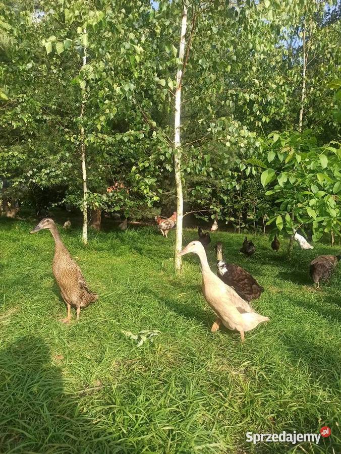 Jaja lęgowe biegusa biegus indyjski Drób i ptactwo Krasnystaw