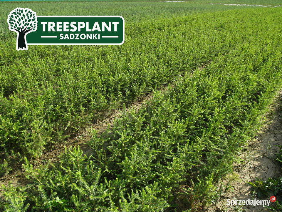 Sadzonki Świerk Pospolity Picea Abies 21 3050 Lublin