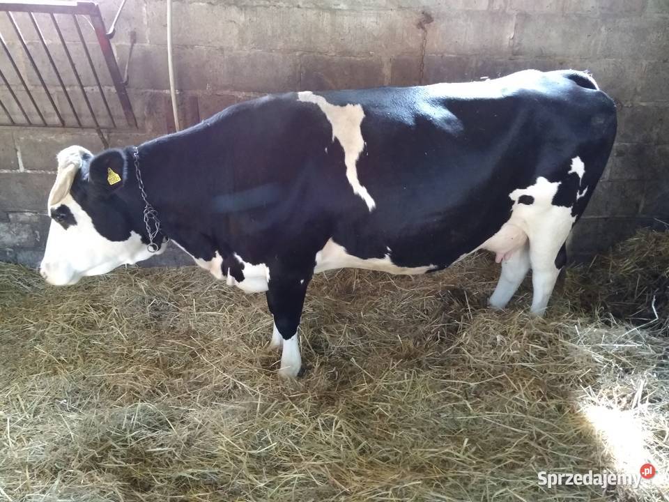 Sprzedam Krowę Mleczną lubelskie Biłgoraj