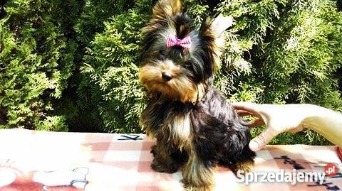 Yorkshire Terrier pochodzenie FCI wystawowe Psy mazowieckie Wyszków