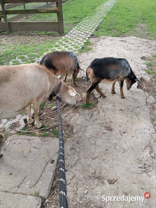 Sprzedam owce z młodym Wola Radłowska