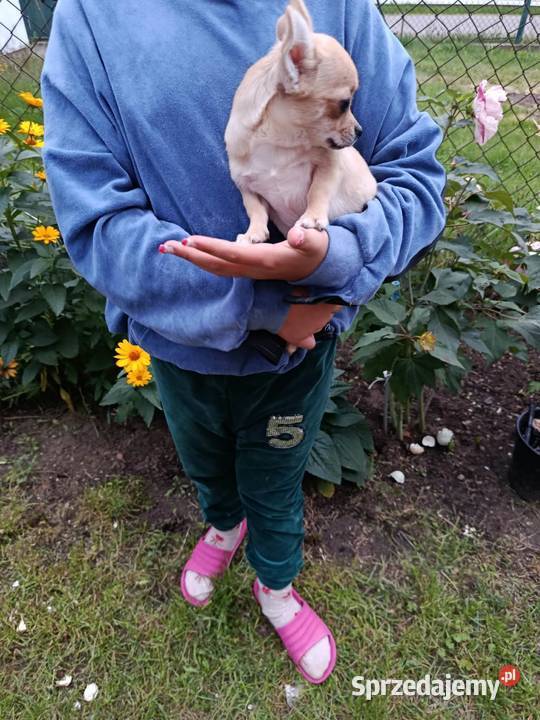 Chihuahua piesek szuka kochającego domu Chihuahua Płońsk