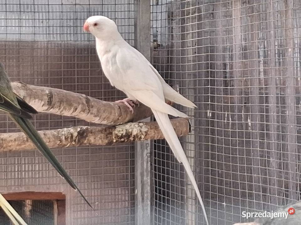 Księżniczka Walli sprzedam