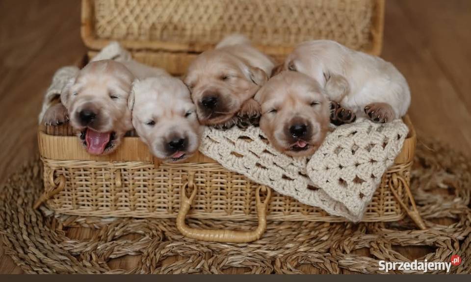 Szczenięta golden retriver ZKwP FCI Żnin sprzedam