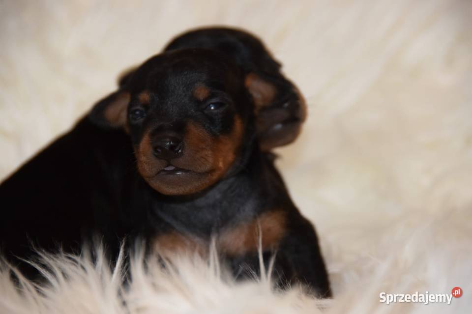 Szczenięta Pinczer Miniaturowy ZKWP fci Łochów