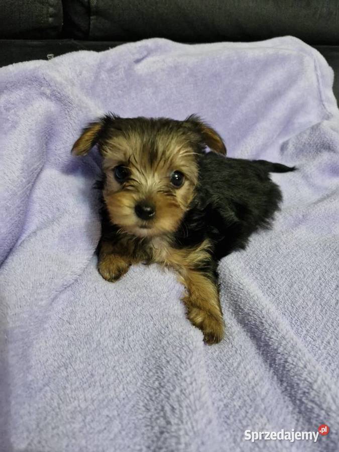 Yorkshire terrier Morąg