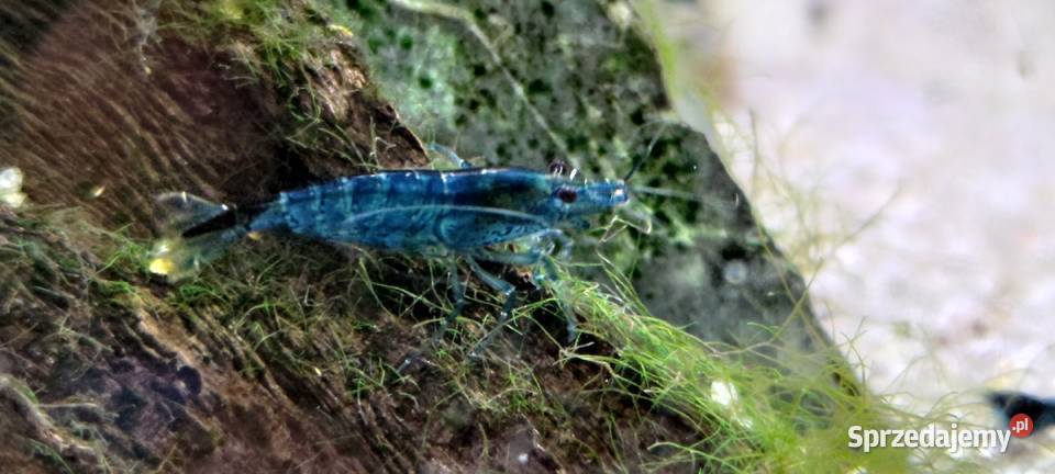 Neocaridina Blue VelvetBlack Rose Kraków