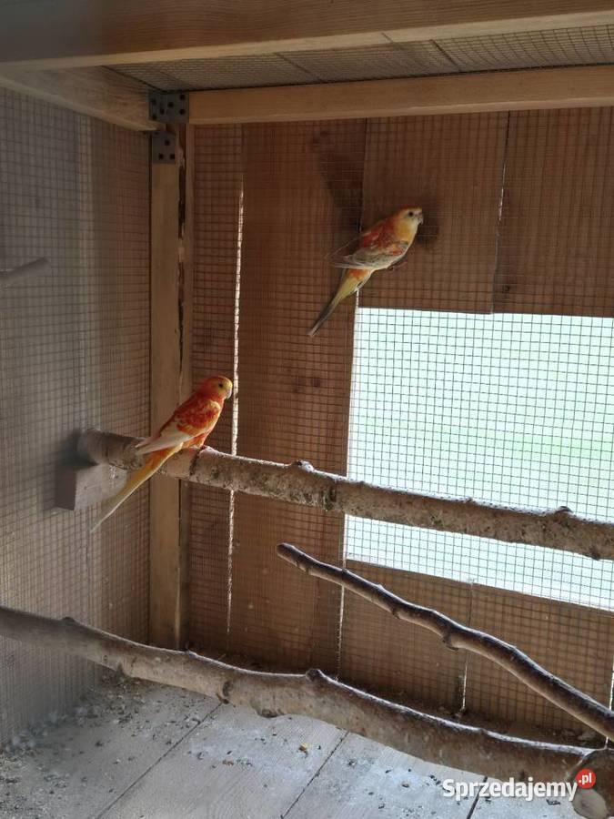 Swiergotki Orange Brzezie sprzedam