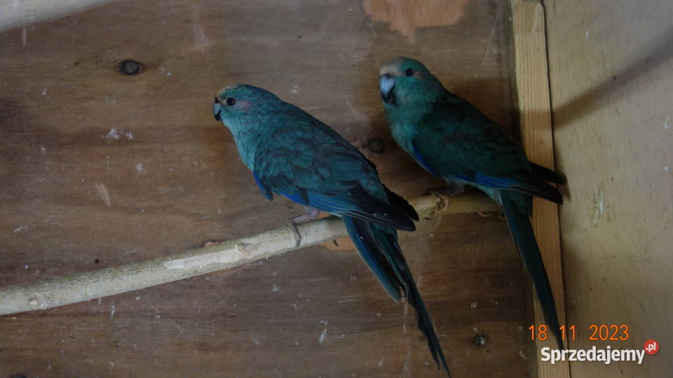 Papugi Kozie Modrolotki Ptaki Falęcin