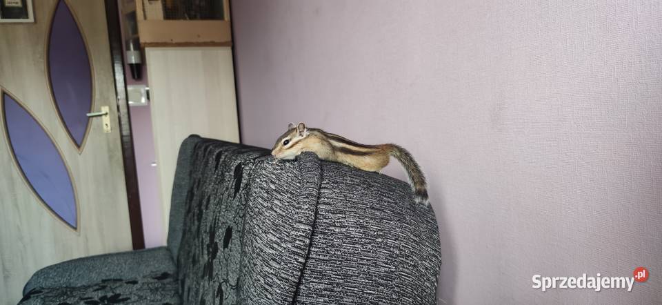 Wiewiórka Burunduk Syberyjski Samiec Szczecin