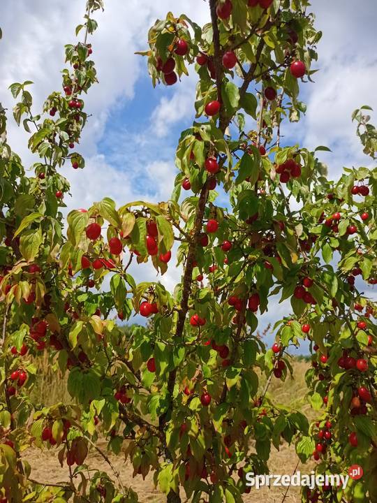 Dereń jadalny owoce Pozostałe Lubaczów