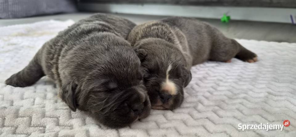 Cane corso