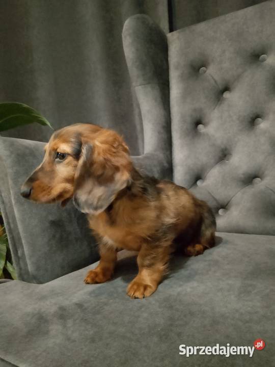 Jamnik długowłosy merle piesek mazowieckie