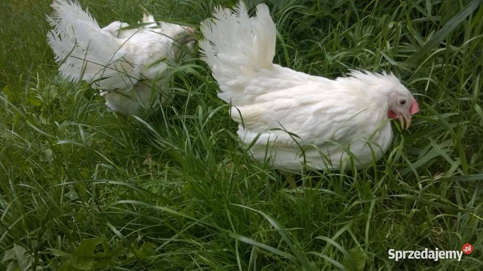 Ferma sprzeda kury d8 Wińsko sprzedam