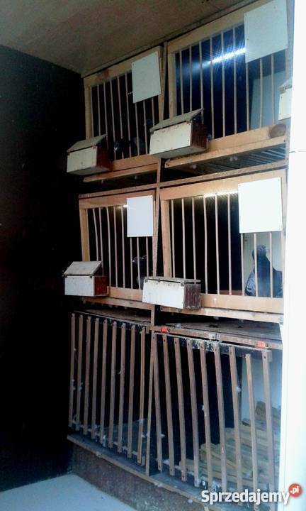 Sprzedam Gołębnik Bochnia