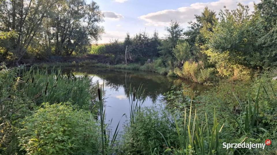 Siedlisko gospodarstwo ziemia rolna dom Sprzedaż Piskorczyn