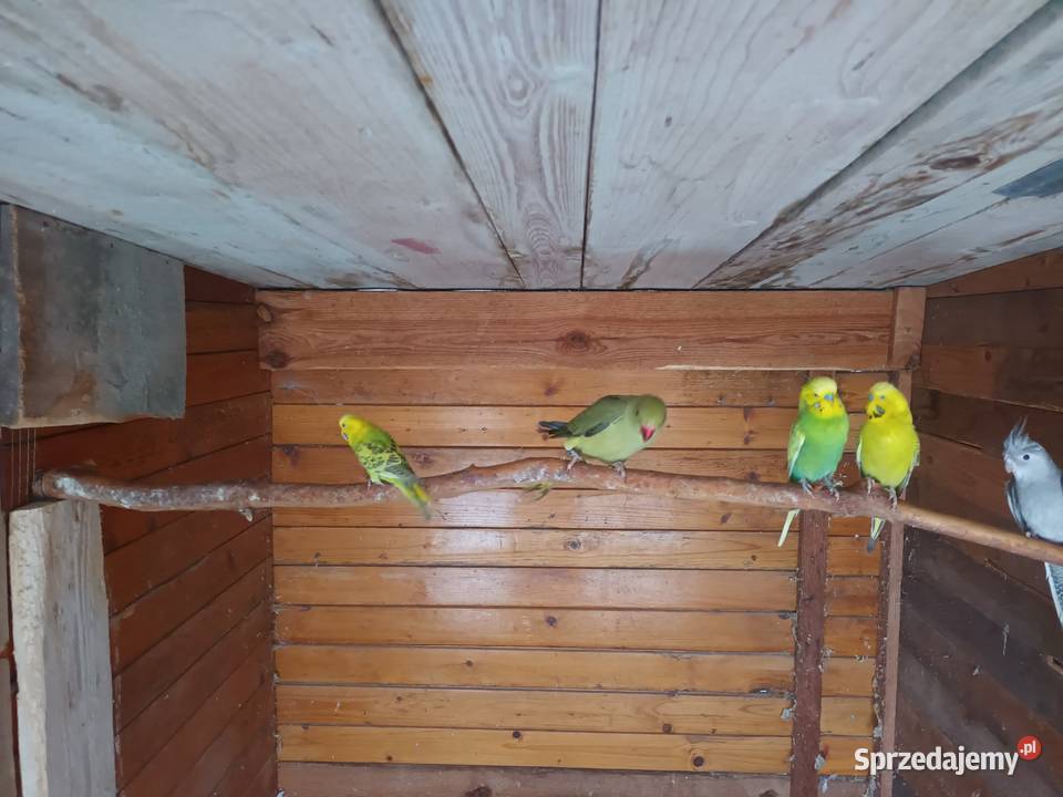 Aleksandretty Aleksandretta Gorzyczki