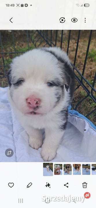 Szczenieta Border Collie REZERWACJA Zwierzęta