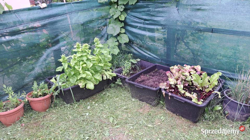 Sprzedam działkę ROD w Żaganiu Żagań