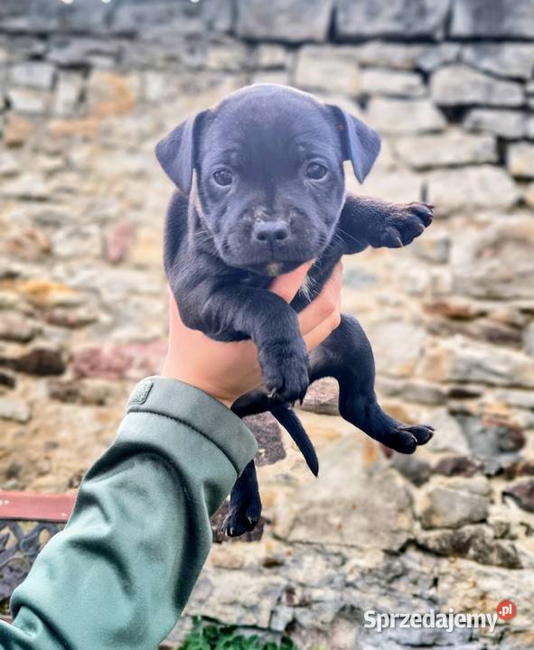 Staffordshire bull terrier Pozostałe Przysucha