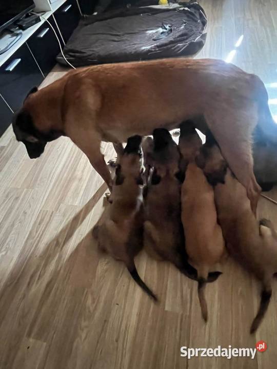 Owczarki Belgijskie Malinois Mokrzyska