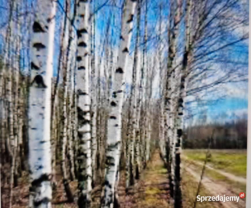 Działka rolna zalesiona Rakszawa