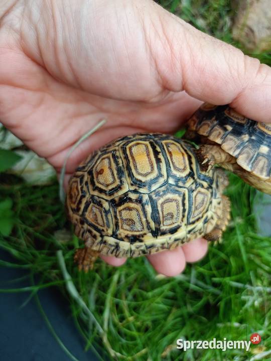 żółw lądowy żółw lamparci żółwie Gady i płazy Białystok