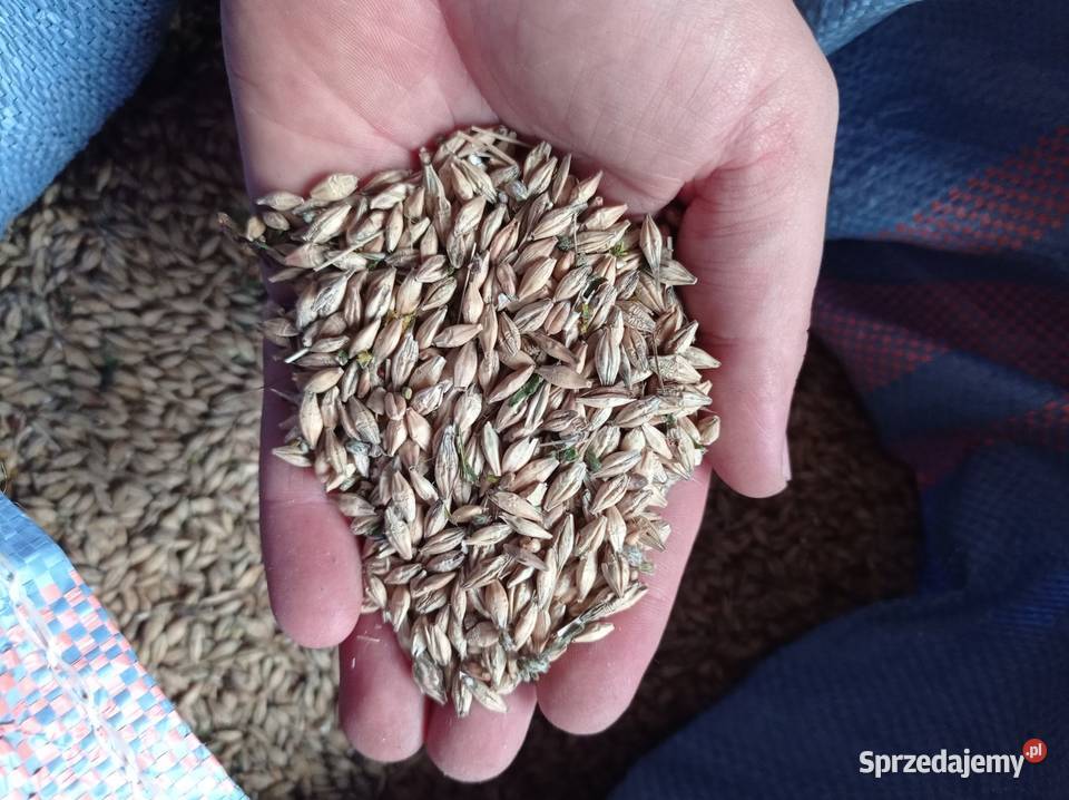 Sprzedam jęczmień jary na paszę Kiełkowice sprzedam