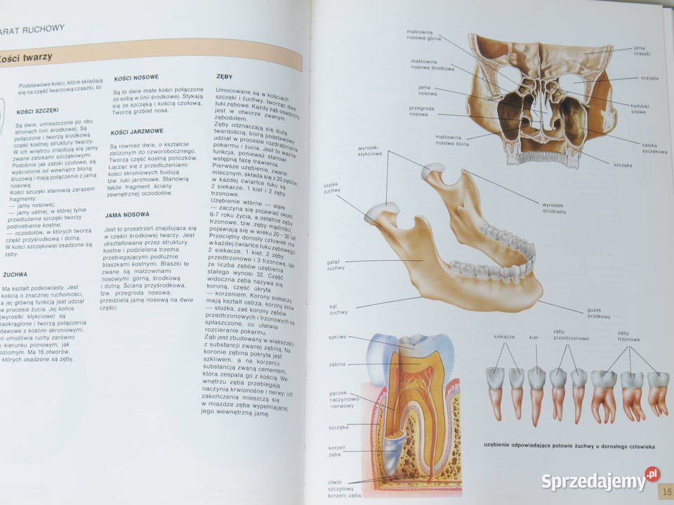 Atlas anatomii Dr de Bernabe Ortega
