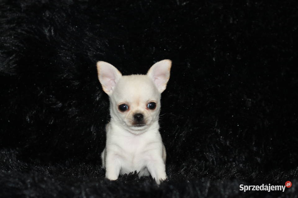 XS Chihuahua Prawdziwy rodowód ZKwP FCI